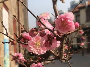 最新爆料花花,揭秘明星背后的生活点滴